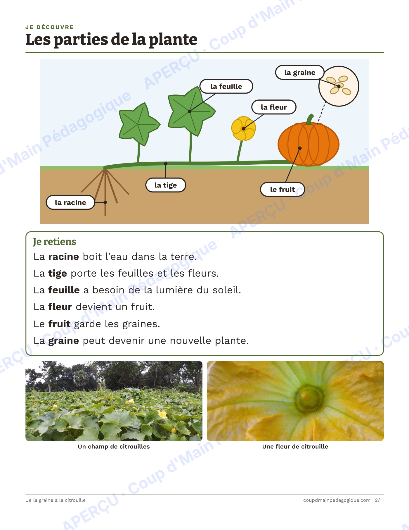 Page 5 — De la graine à la citrouille — 1re-2e, unité