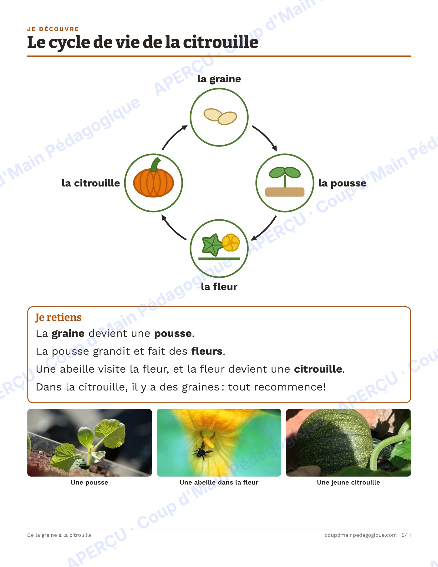 Page 8 — De la graine à la citrouille — 1re-2e, unité